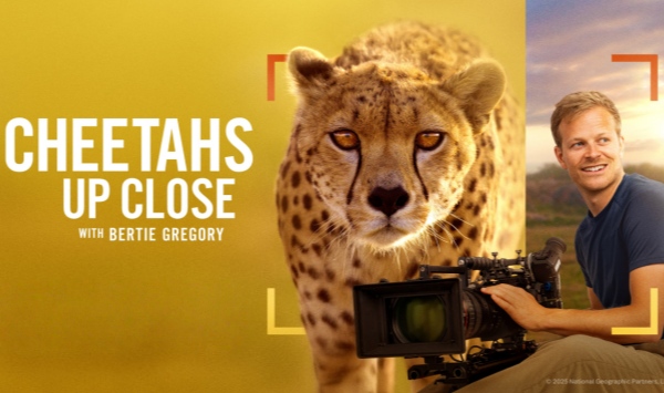 摄影师贝尔蒂与猎豹零距离