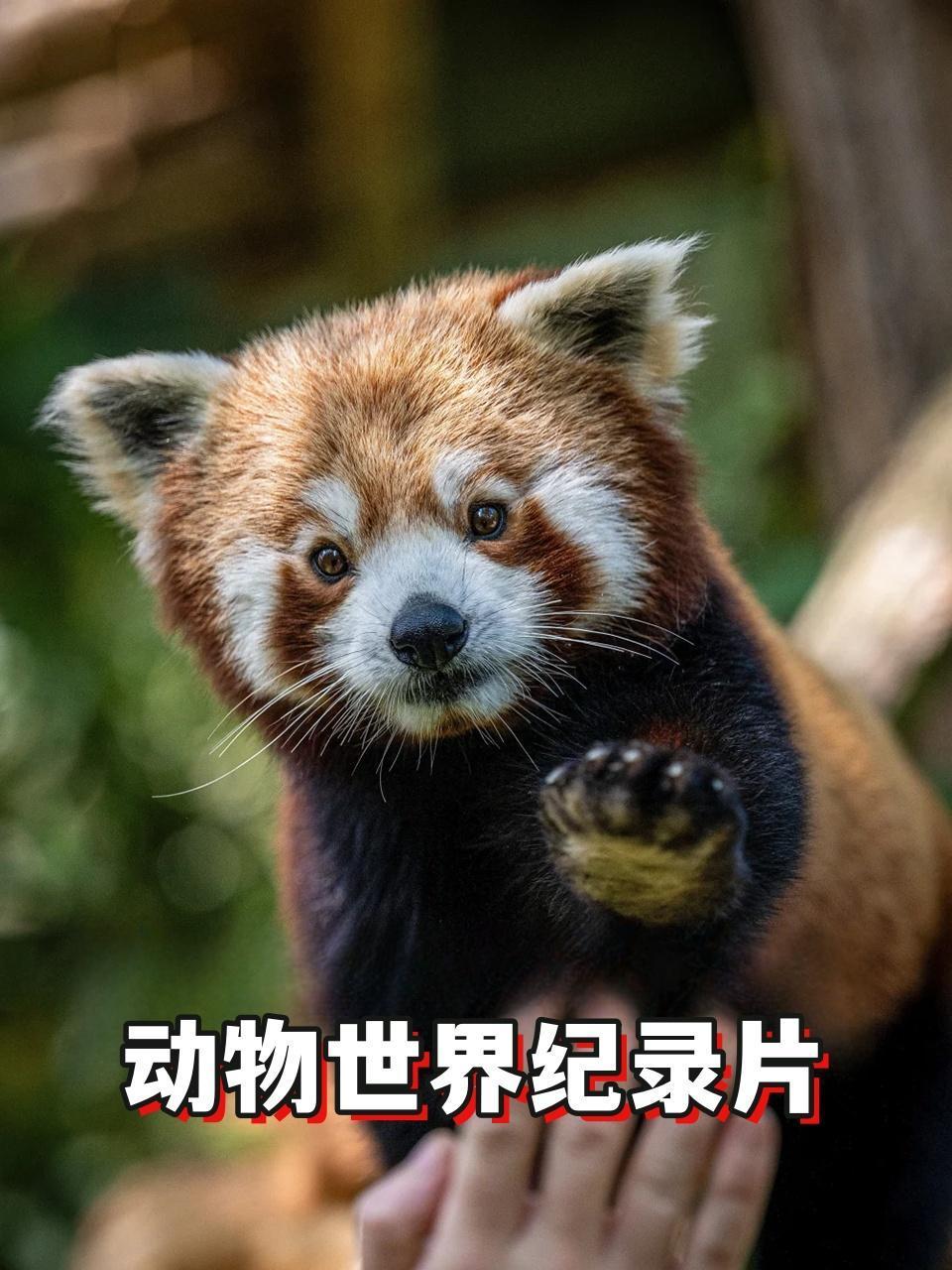 动物世界纪录片