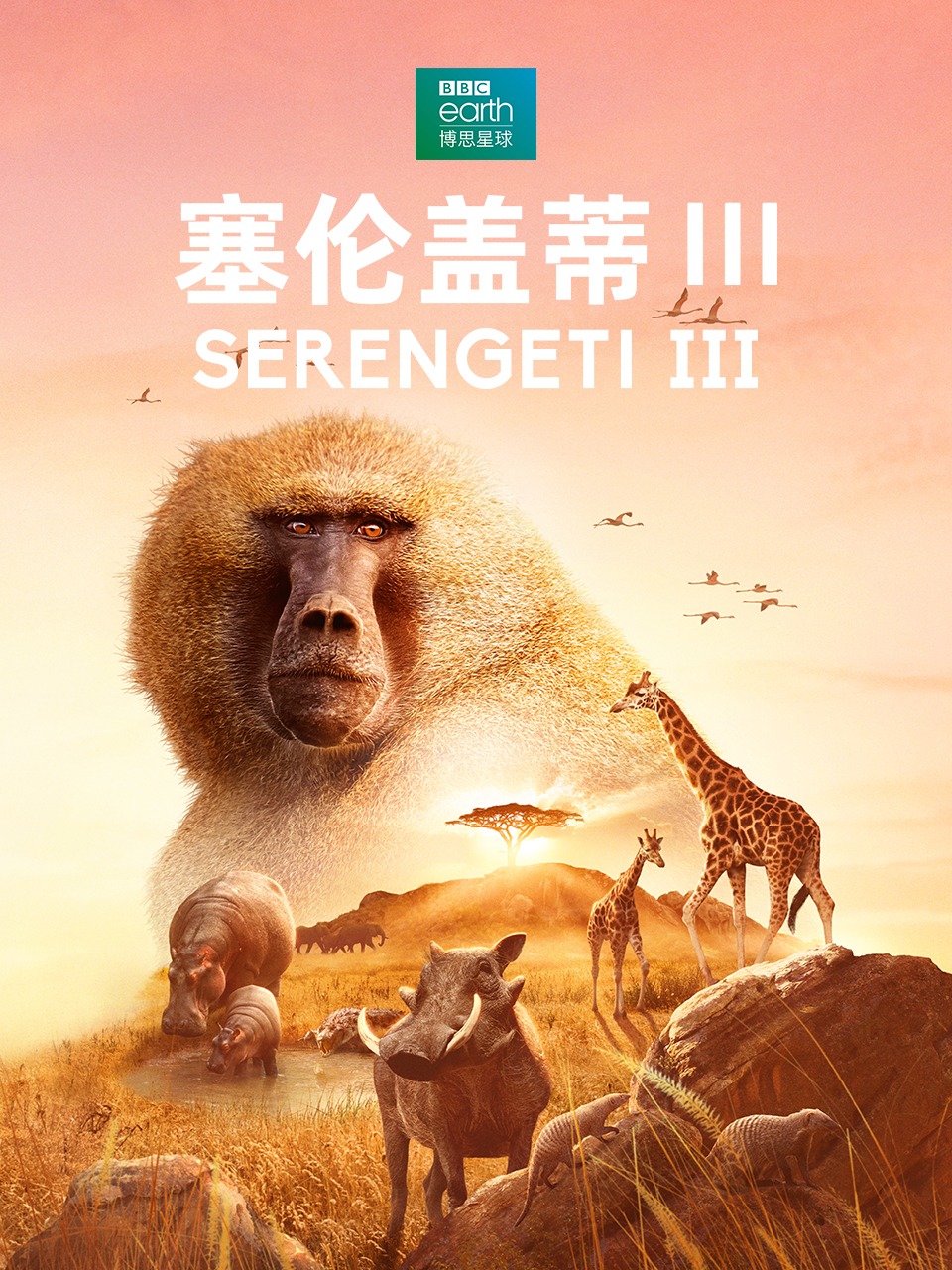 塞伦盖蒂第三季