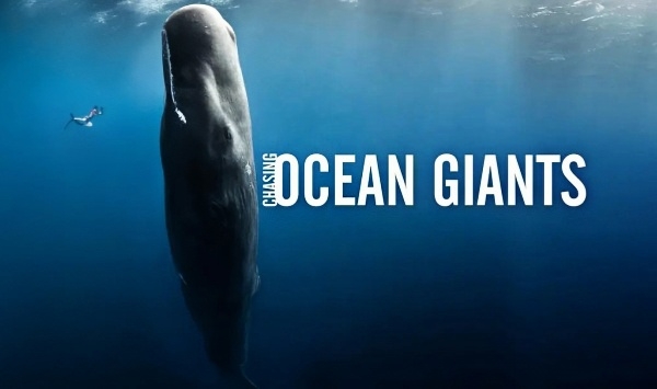 追踪海洋巨兽