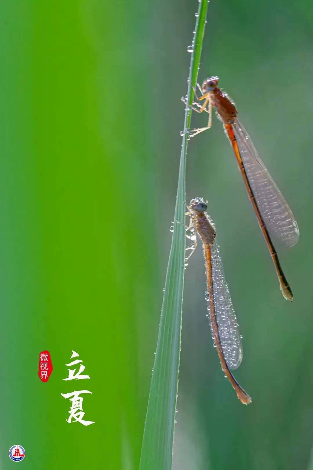 中国节气——立夏奇遇记