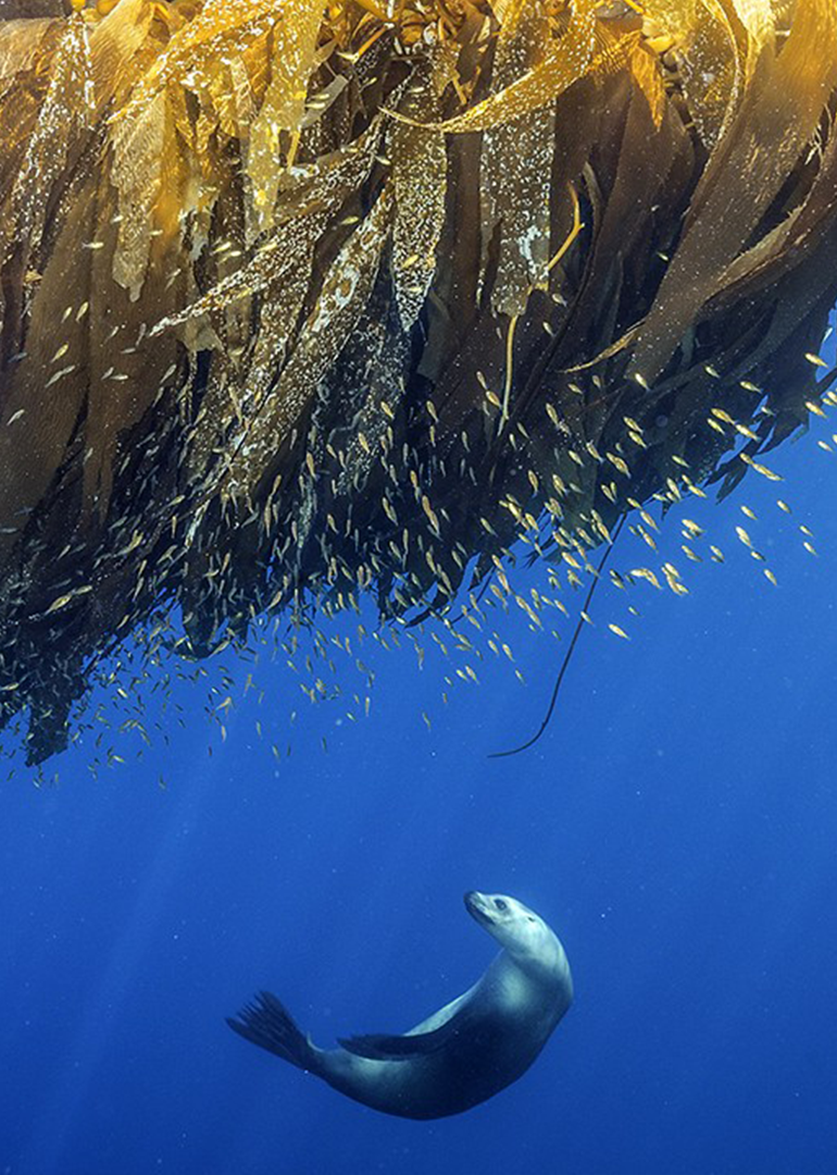希望之海：美国海底之宝
