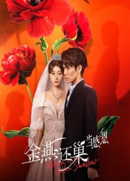 金燕还巢当感恩