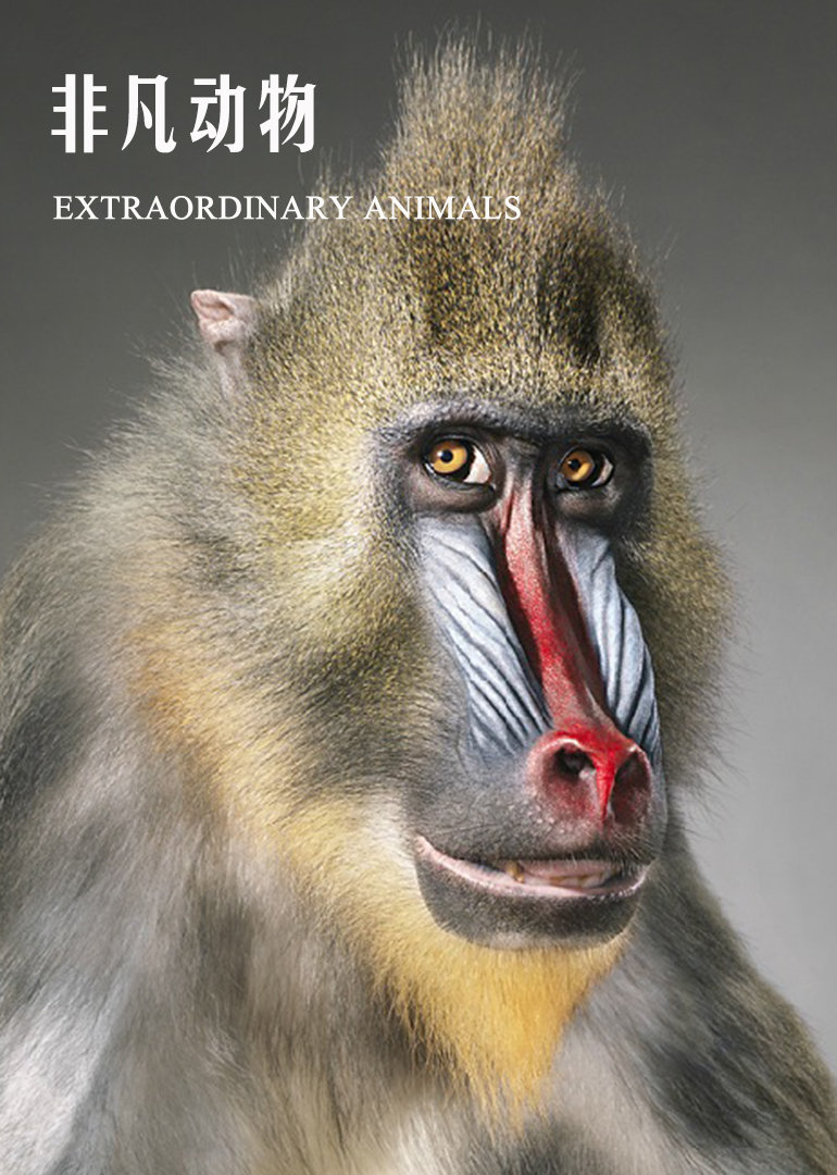非凡动物1