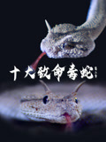 十大致命毒蛇第二季配音版
