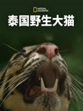 泰国野生大猫