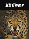 野生动物世界