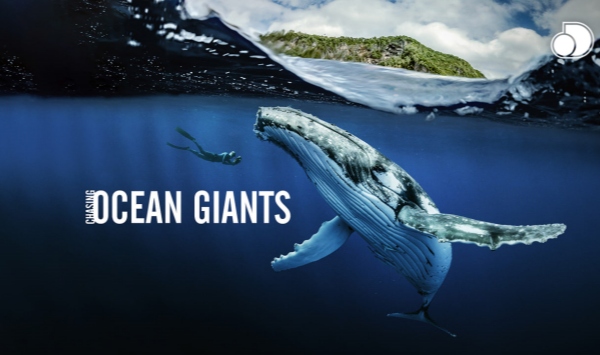 海洋巨兽