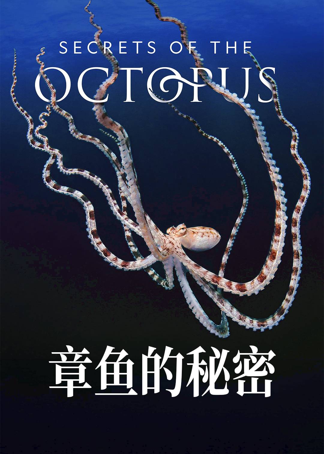 章鱼的秘密
