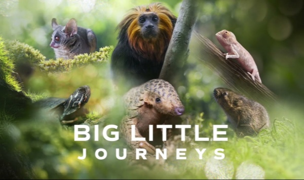 小动物大旅行第1季