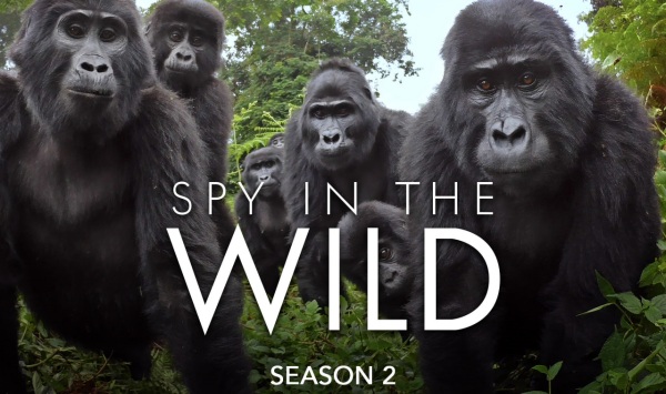 荒野间谍第2季