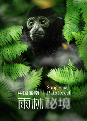 大陆海南雨林秘境