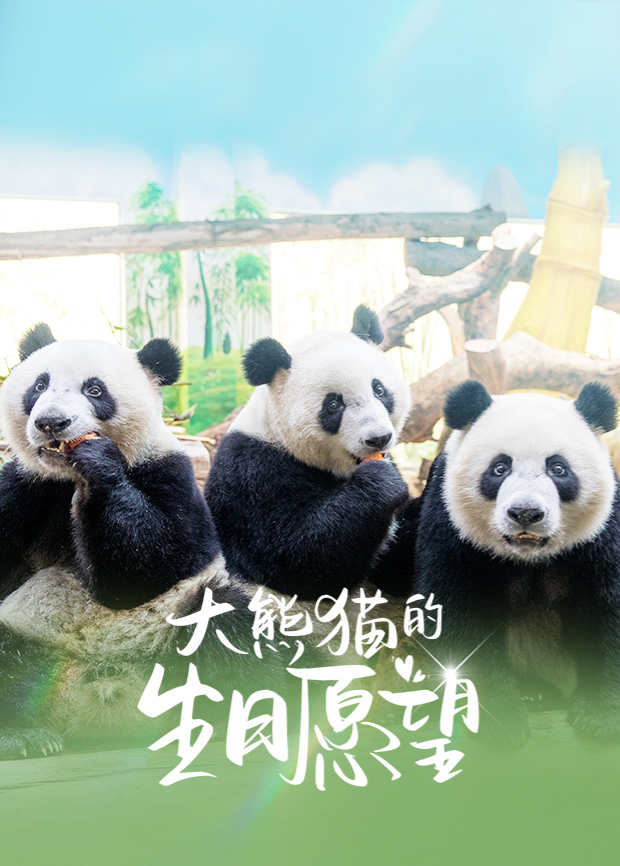 大熊猫的生日语愿望