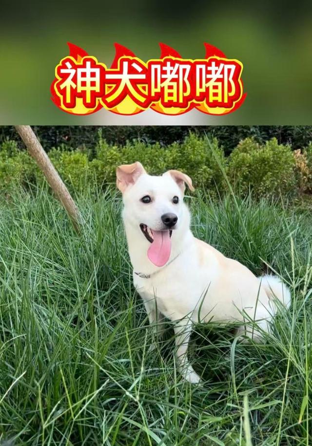 神犬嘟嘟