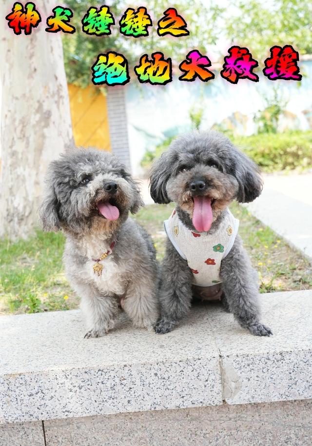 神犬锤锤之绝地大救援