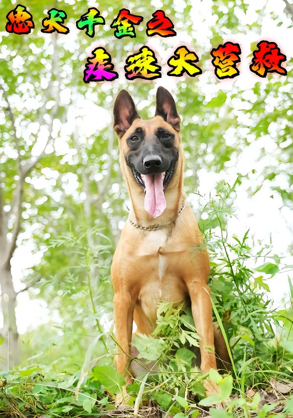 忠犬千金之疾速大营救