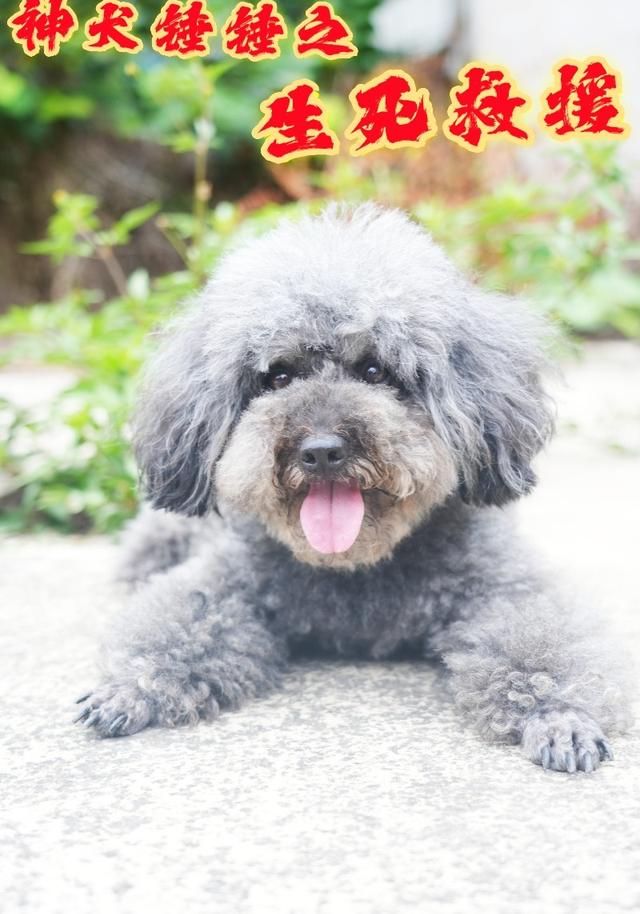 神犬锤锤之生死救援