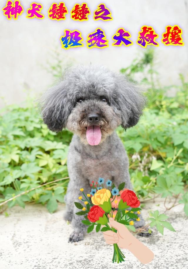 神犬锤锤之极速大救援