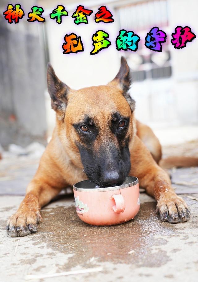 神犬千金之无声的守护