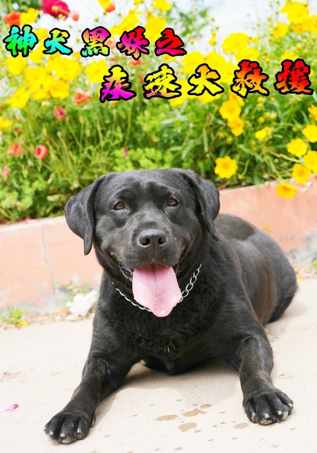 神犬黑妹之疾速大救援