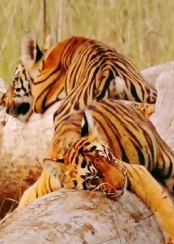 被季风掌握下的印度动物们，熬过去就是春天了