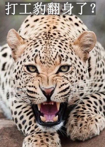 豹子捕食成功率很低吗？为什么叫打工豹？打工豹翻身了？