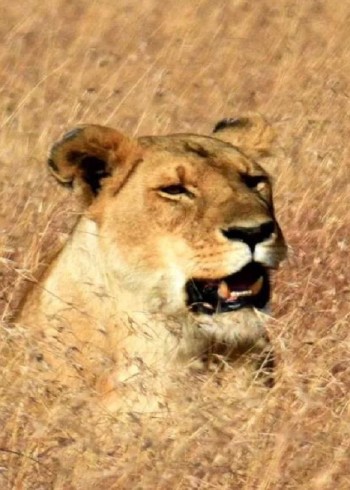 你知道吗？小狮子与母亲走太近，被雄狮残忍杀害，为什么要这么做？