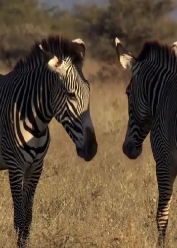 在非洲沙漠生存，如果你没有翅膀就只能在边缘地带混生活
