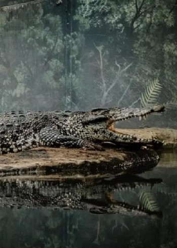 你知道吗？凶残的鳄鱼也可以和人类和平相处，到底发生了什么？