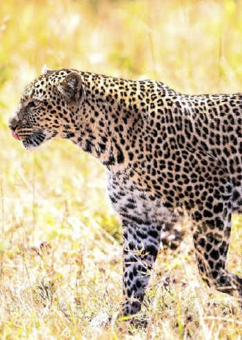 花豹被誉为“金钱豹”，但在草原上却是受气包，经常被草原的动物欺负。