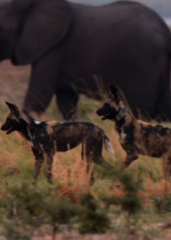 动物首领们遭遇危机，赢则护得一族平安，输则独自等死！