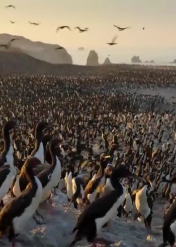 即将冻结的极地，百万候鸟逃离，想要生存时刻都是考验