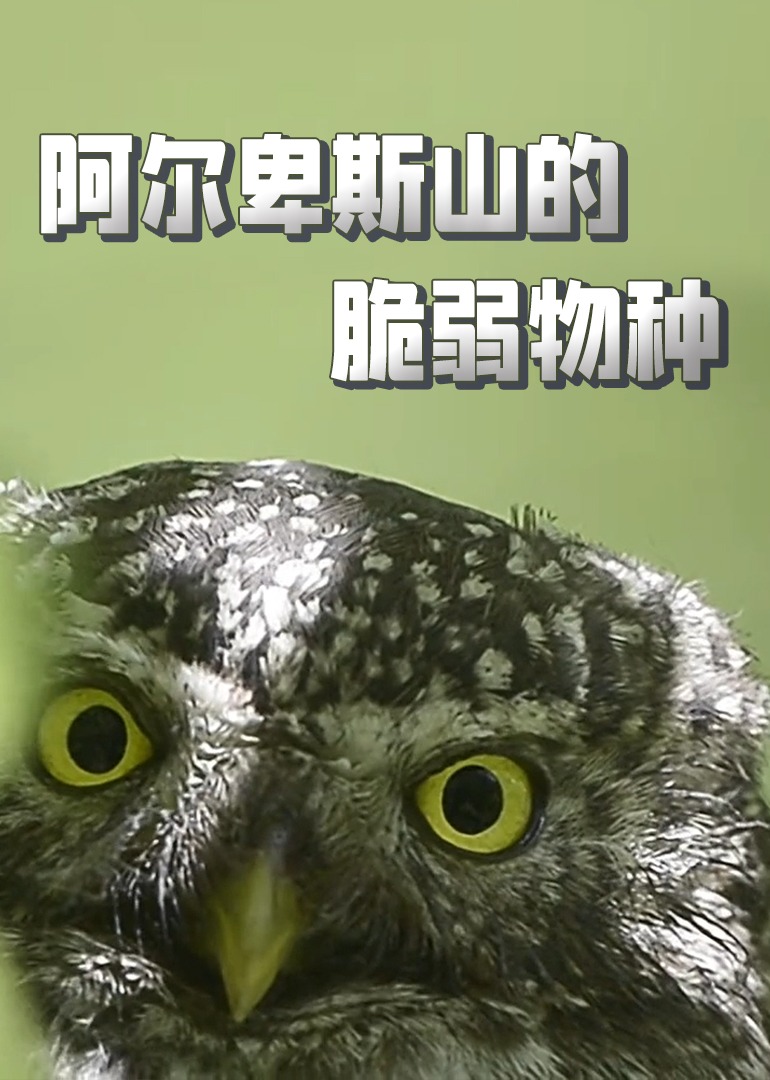 阿尔卑斯山的脆弱物种