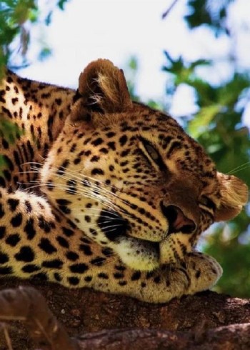 你没见过的一幕，花豹捕猎鳄鱼，真的太激烈了