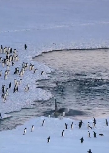 两极最强捕猎阵容，虎鲸这样的庞然大物也讲究群体作战