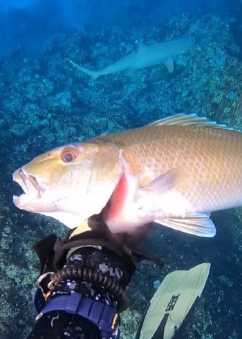 国外赶海猎鱼走起来，潜水抓鹦嘴鱼青鱼石斑鱼，五米之内全部拿下