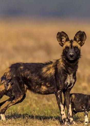 非洲草原上最令人闻风丧胆的捕猎能手，比狮子都要强的非洲野狗，到底有多厉害？