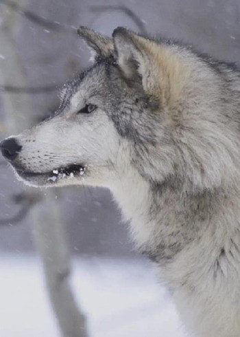 你见过吗？凶狠的狼，居然可以跟人和睦相处，太不可思议了