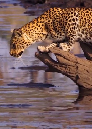 精彩动物世界Ⅰ