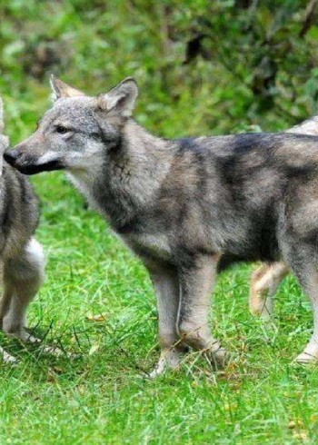 摄影师历时一年，终于记录狼群捕猎的珍贵镜头！