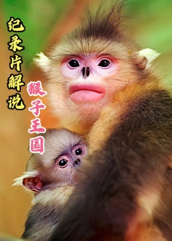 纪录片《猴子王国》