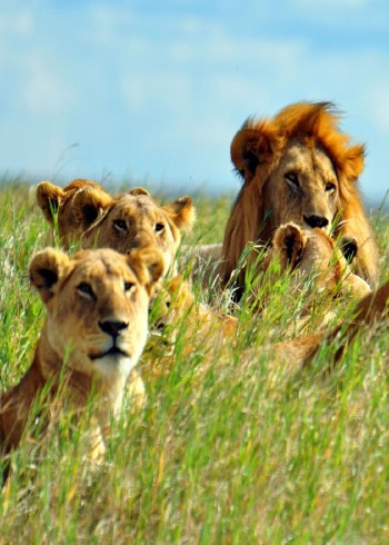 狮群遭遇外敌入侵，如何应对？