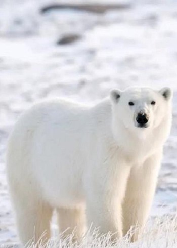 镜头下的北极熊生活猎海豹为生，智商堪比大熊猫