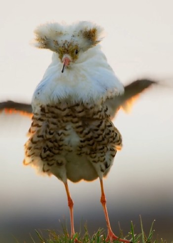 大型野生动物求偶现场