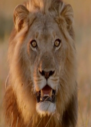 狮群猎杀大象成瘾，短短两个月猎杀十五头大象，场面惊人！