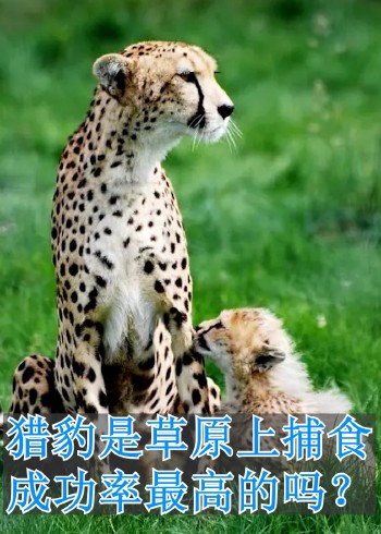 猎豹是草原上捕食成功率最高的吗？