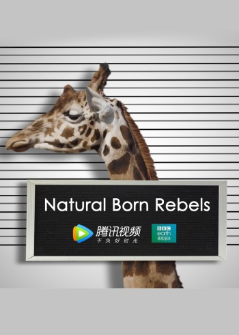 你这个坏怂[英语语]