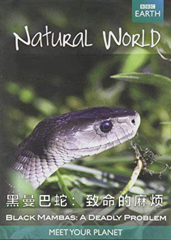 黑曼巴蛇致命的麻烦
