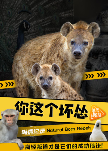 你这个坏怂[普通话版]