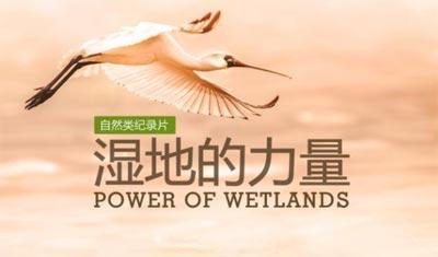 湿地的力量